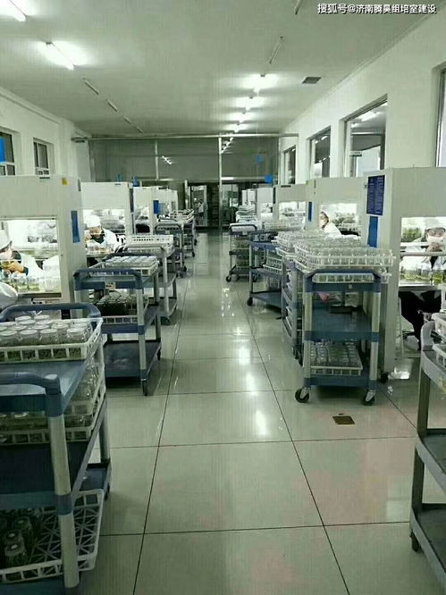 組培工廠化生產常用的組培儀器 組培設備