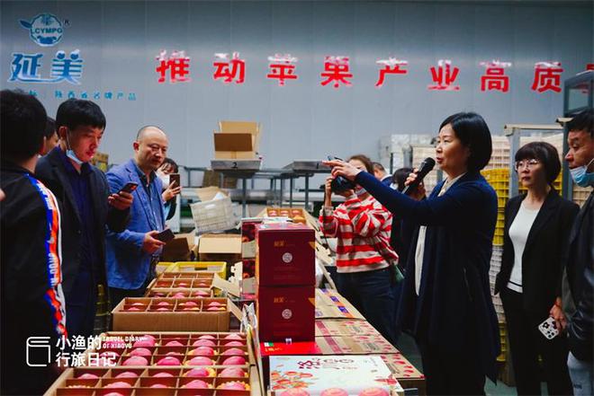 厲害了大陜西!全國水果類品牌價值的榜首,竟是陜西的洛川蘋果!